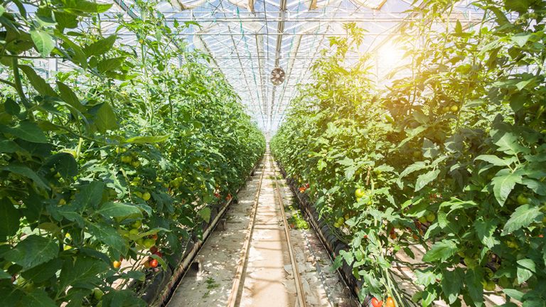 Large group of tomatoes in greenhouse